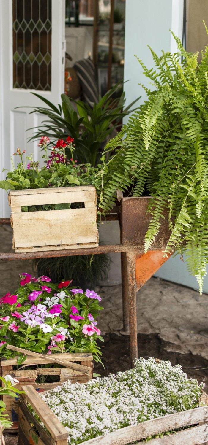 plants-pot-with-watering-can